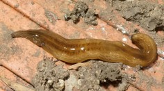 Pažravý červ obama postupne ohrozuje Európu. Objavil sa už vo viacerých krajinách