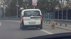 Psíčkari sa búria pre túto fotku. Policajti vraj inú možnosť nemali