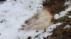 Brutálna smrť psa v Handlovej. Muž prezradil, prečo udrel kladivom, postrelil a podrezal svojho huskyho