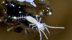 Košickí vedci zistili jednu vzácnosť u pavúkovcoch