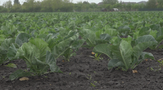 Tohtoročný máj prepisuje dlhoročné teplotné rekordy. Čo na to hovoria poľnohospodári?