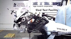 Šokujúce video ukázalo, čo všetko sa môže stať zvieratám pri nehode