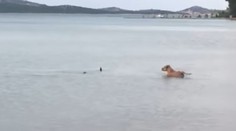 Netradičné zvieracie stretnutie: Žralok na obľúbenej chorvátskej pláži priplával až k brehu