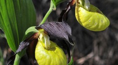 V jednej slovenskej lokalite sa objavil vzácny črievičník