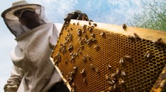 Medu je v tejto sezóne zatiaľ málo. Na vine má byť nepriaznivé počasie