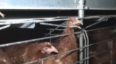 Boj okolo klietkového chovu sa vyostruje. Vzniklo video, ktoré ukazuje zbedačené zvieratá