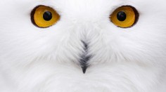 Tohto nádherného vtáka videli na Slovensku za posledných 40 rokov len 11-krát