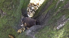 Pravidelne sem chodí na hríby, no teraz našiel na Soroške niečo nečakané