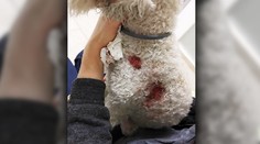 V petržalskej pivárni jej psa dohrýzol husky: Podľa nej ide o psa majiteľa podniku