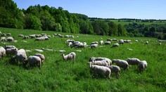 Slovensku sa podarilo zastaviť pokles počtu oviec. Potenciál je veľký, tvrdí minister pôdohospodárstva