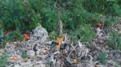 Ministerstvo pôdohospodárstva nesplnilo úlohu, legálne vnadiská sa stále nedajú skontrolovať