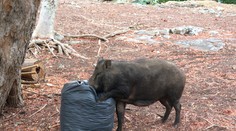 Diviaky v žilinskom lesoparku. So psom tam radšej vôbec nechoďte, upozorňujú poľovníci