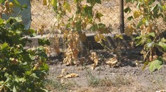 Obec na Záhorí má problém s vodou. Ľudia musia šetriť, kde sa dá