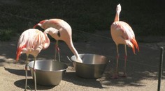 Prežili viacerých ošetrovateľov. V bojnickej zoo sa tešia z okrúhlych narodenín plameniakov