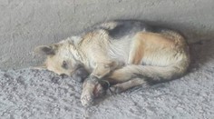 Psa niekto zviazal drôtom a hodil pod most. Policajti začali trestné stíhanie