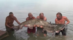 Pri Košiciach chytili obrovského sumca: Z vody ho museli ťahať štyria chlapi