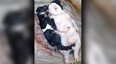 Zmutované kozie mláďa zaujalo vedcov. Podľa farmárky pripomínalo človeka