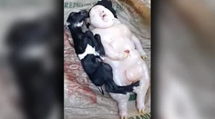 Zmutované kozie mláďa zaujalo vedcov. Podľa farmárky pripomínalo človeka