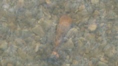 Rieka Ladomirka vo Svidníku sa mení na granátovú