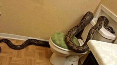 Žena vošla do kúpeľne a tam bolo toto "hebedo"