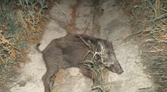 Za Hriadkami sa zrazil mladík s diviakom: Štyria zranení, z toho dvaja ťažko