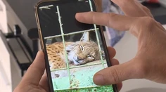 Leopard, ktorý usmrtil v zoo pri Brezne svojho chovateľa, má nový domov v Holandsku
