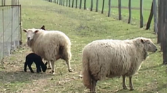 Príroda sa pri Nitre poriadne zahrala: Biele ovce splodili čierne ovečky