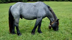 Sťahovanie definitívne nebude. Kone zostávajú v Muránskej planine