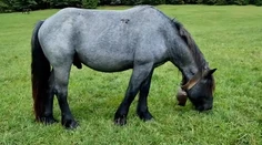 Sťahovanie definitívne nebude. Kone zostávajú v Muránskej planine