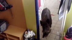 Scéna ako z filmu Slavnosti sněženek,  Litoměřicami behal postrelený diviak