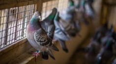 Problém s holubmi sa v Senici rozhodli riešiť holubníkom. Nik sa oň nestará a vtáky v ňom hynú