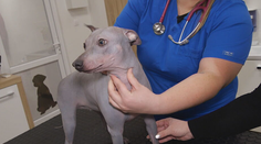 Nebezpečná nákaza sa šíri medzi psami. Veterinárka z Turca niečo podobné ešte nezažila