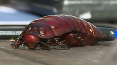 Takto vyzerá najväčší šváb na svete! Vypiplal si ho chovateľ z Česka