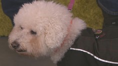 Kedy by ste mali obliekať vášho miláčika? Odborník hovorí jasnou rečou