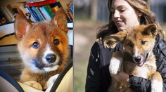 Čistokrvné šteňa psa dinga, ktoré uniesol orol a zhodil do záhrady, môže zachrániť celý druh