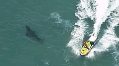 Žralok zabíjal v Austrálii: Kamaráti surfistu bojovali o jeho život