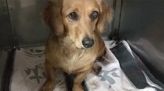 Našli sme muža, ktorý pri Nitre zabil troch psov. Jedného sekerou, ostatné utopil