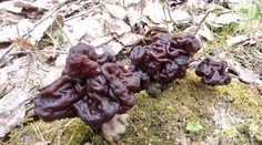 Šli do lesa nazbierať obľúbenú pochúťku. Čo však našli im vyrazilo dych