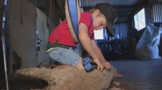 V Austrálii majú malého rekordéra, iba 5-ročný chlapec tu strihá dospelé ovce