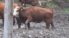 Smutný pohľad na ustajnený dobytok, kravy v Ilave sa doslova boria bahnom