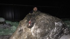 Zásah do čierneho. Poľovník ulovil 500-kilového diviaka!