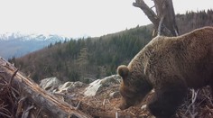 Štátna ochrana prírody vo videu radí, čo robiť pri strete s medveďom. Odborníci to vidia inak