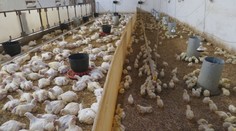Príroda zápasí o prežitie. Hydina z tepla hynie, lesy miestami vyzerajú ako v októbri
