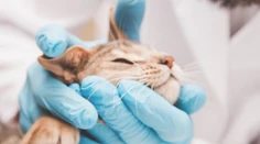 Za eutanáziu mačky zaplatili a dostali aj úmrtný doklad. O 18 mesiacov zistili, že stále žije