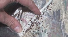 Zaplatili stovky eur, ploštíc sa nezbavili