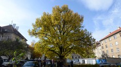 Lipa pred bytovkami pre českých železničiarov v Košiciach navždy pripomína vznik ČSR