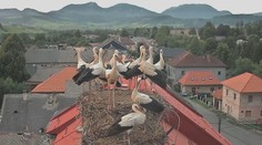 Krúžkovanie bocianov odhaľuje najpikantnejšie kapitoly ich života, no pomáha aj s ich výskumom