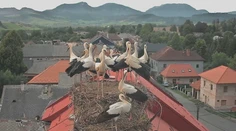 Krúžkovanie bocianov odhaľuje najpikantnejšie kapitoly ich života, no pomáha aj s ich výskumom