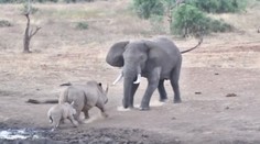 Divoký súboj ťažkých váh: Nosorožec bránil mláďa pred agresívnym slonom