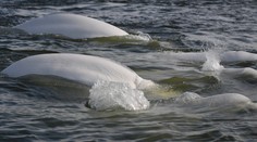 Nečakaný „turista“ v rieke Seina: Na sever Francúzska zablúdil z arktických vôd
